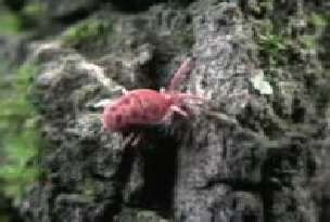 a red mite