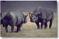 Tanzania - Rinoceronti a NgoroNgoro