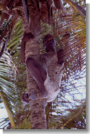 Zanzibar - Raccoglitore di cocco