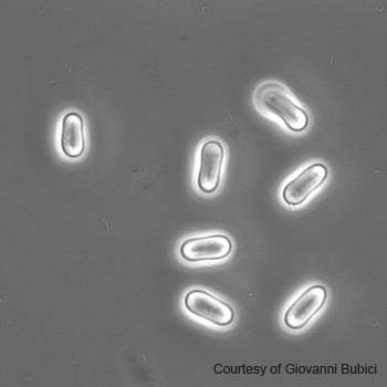 Ascochyta rabiei 01