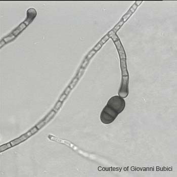 Stemphylium 04