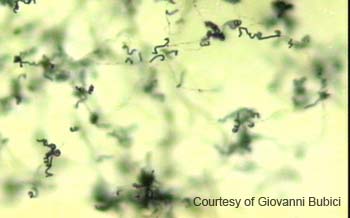 Streptomyces (12)