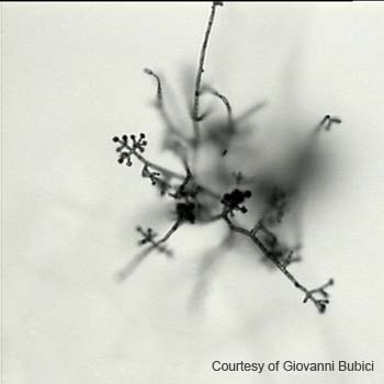 Trichoderma 01