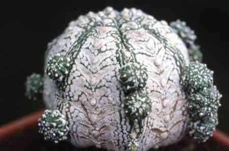 Astrophytum hania