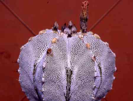 Astrophytum onzuka x ornatum (monekka)
