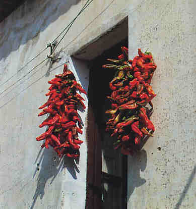 Foto 1: peperoncini piccanti calabresi
