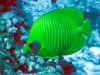 pesce farfalla mascherato verde.jpg (164006 byte)