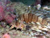 pesce leone.jpg (178488 byte)