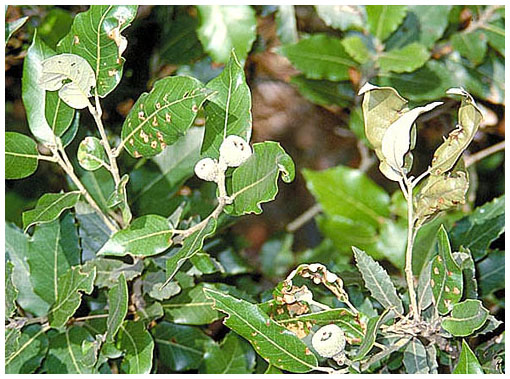 leccio - evergreen oak