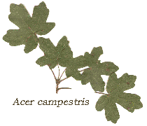 Acer campestris