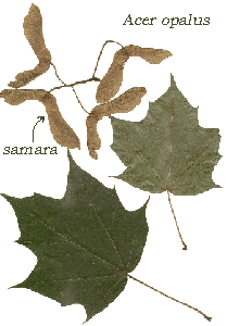 foglie d'acero e samare