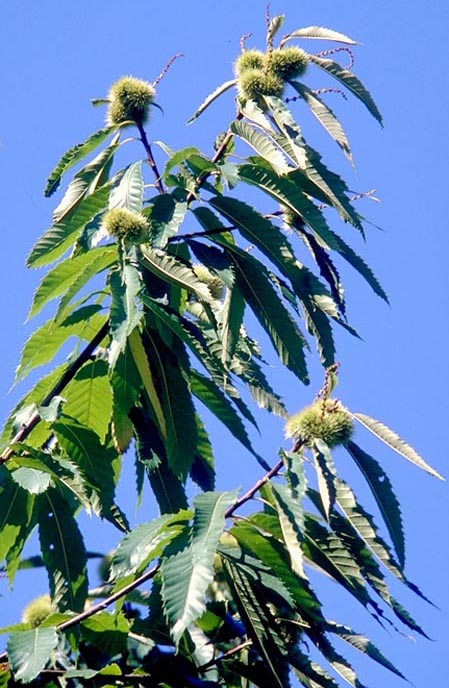 leaves, husks and male flowers of Italian chestnut (Castanea sativa)