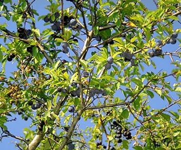 wild plum tree