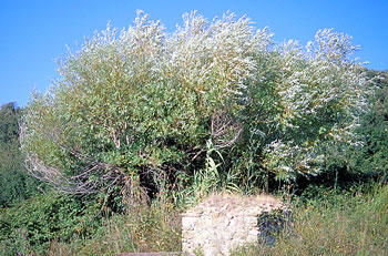 white willow