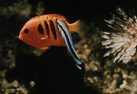 foto di pesce pulitore