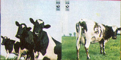 pink floyd atom heart mother early performances
