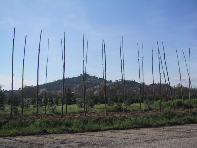 consonno_0001.jpg