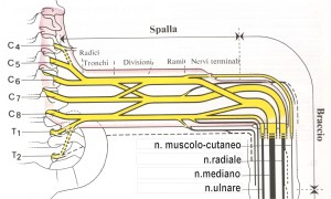 riempire il plesso brachiale