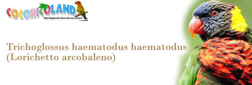 banner haematodus