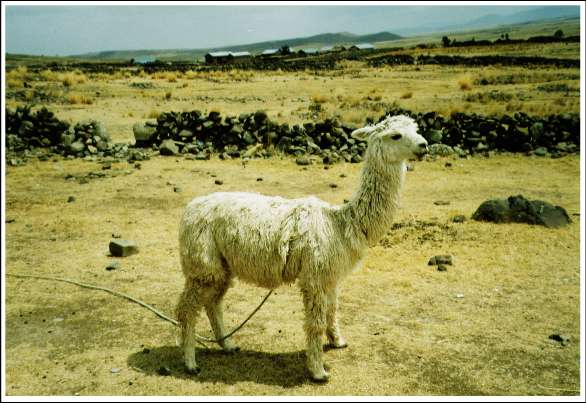 alpaca peruana