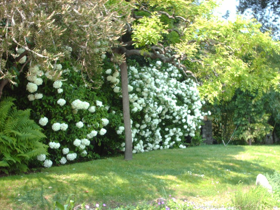 Lago Maggiore, Stresa, Isola Bella e Isola Madre, 28 aprile 2007,  il team di Setriere Colle Borgata, un anno dopo in visita al Palazzo e ai Giardini Borromeo. Un po' di nostalgia e tanta allegria!! Ci rivedremo il prossimo anno. Olimpiadi Torino 2006 - le foto piu' belle, le gare, i volontari di Sestriere Colle e Borgata. La vita, vista da dietro il palco,prima, durante e dopo l'evento che ha reso grande Torino, il Piemonte e l'Italia. Gli sport invernali, gli atleti, l'organizzazione, le strutture olimpiche come non li avete mai visti.