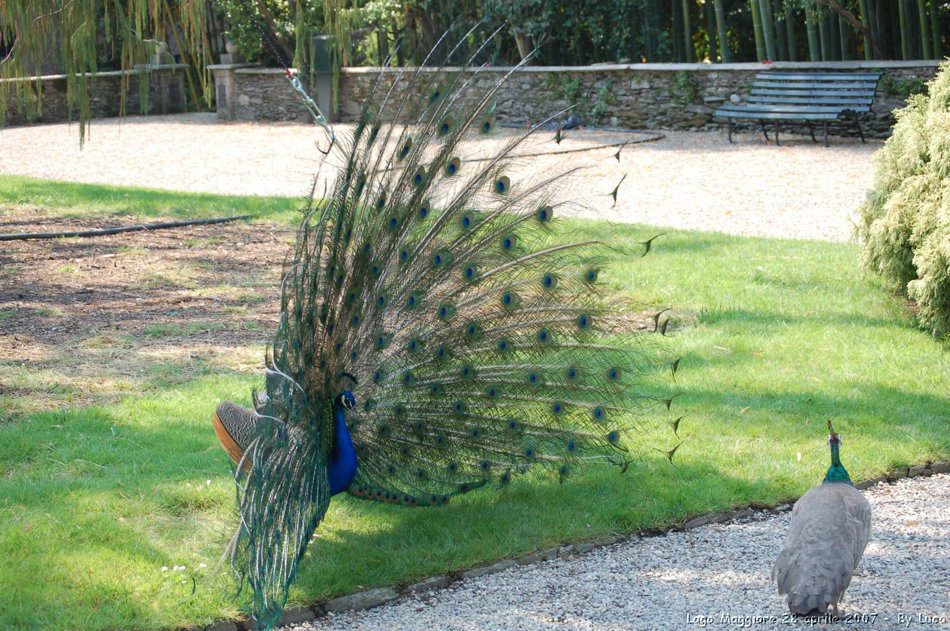 Lago Maggiore, Stresa, Isola Bella e Isola Madre, 28 aprile 2007,  il team di Setriere Colle Borgata, un anno dopo in visita al Palazzo e ai Giardini Borromeo. Un po' di nostalgia e tanta allegria!! Ci rivedremo il prossimo anno. Olimpiadi Torino 2006 - le foto piu' belle, le gare, i volontari di Sestriere Colle e Borgata. La vita, vista da dietro il palco,prima, durante e dopo l'evento che ha reso grande Torino, il Piemonte e l'Italia. Gli sport invernali, gli atleti, l'organizzazione, le strutture olimpiche come non li avete mai visti.