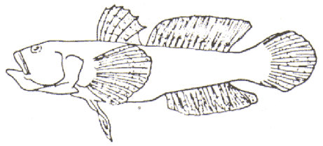 go - zosterisessor ophiocephalus