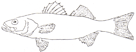 branzino - dicentrarchus labrax