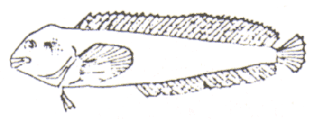 gatta - blennius pavo