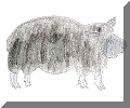 sheep.gif (14704 byte)