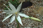 crinum-flaccidum1.jpg