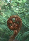 cyathea-australis.jpg