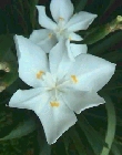 dietes-robinsoniana01.jpg