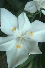 dietes-robinsoniana02.jpg