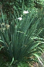 dietes-robinsoniana04.jpg