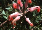 grevillea-pilosa1.jpg