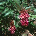 grevillea-wilkinsonii.jpg