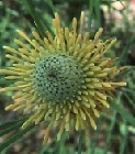 isopogon-anemonifolius1.jpg