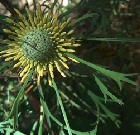 isopogon-anemonifolius2.jpg