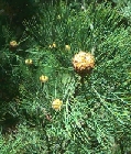 isopogon-anethifolius.jpg