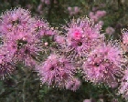 kunzea-ambigua.jpg