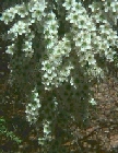 leptospermum-minutifolium1.jpg