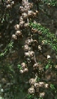 leptospermum-minutifolium2.jpg