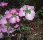 leptospermum-rotundifolium.jpg