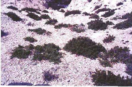 Voici des arbustes tipiques de la vgtation qui vit o il y a beaucoup de sel