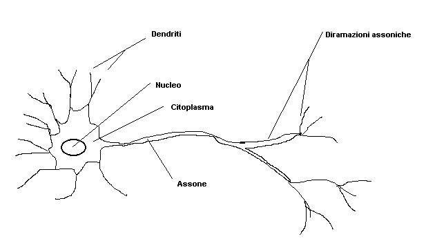 Neurone biologico