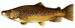 browntrout