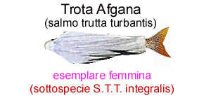 trota a. femmina