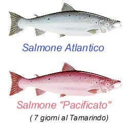 salmoni taroccati...