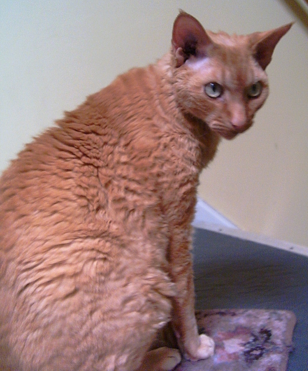 Devon Rex